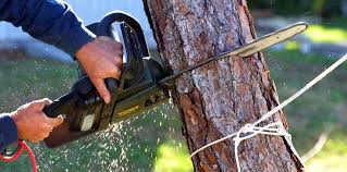 How Our Tree Care Process Works  in  Valley, NE