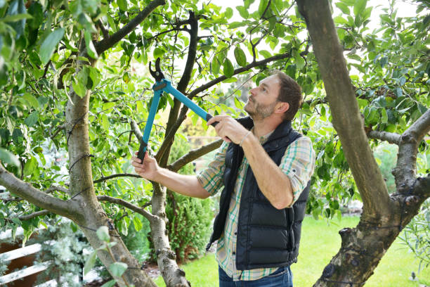 Reliable Valley, NE Tree Services Solutions